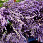 lavender lavender
