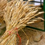 wheat wheat