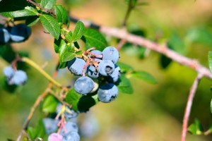 blueberry bush blueberry bush