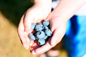 blueberries in hand blueberries in hand