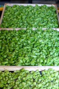 hops