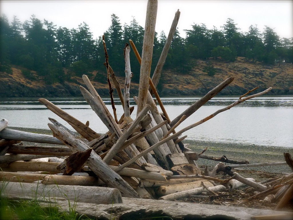 Spencer's Spit driftwood