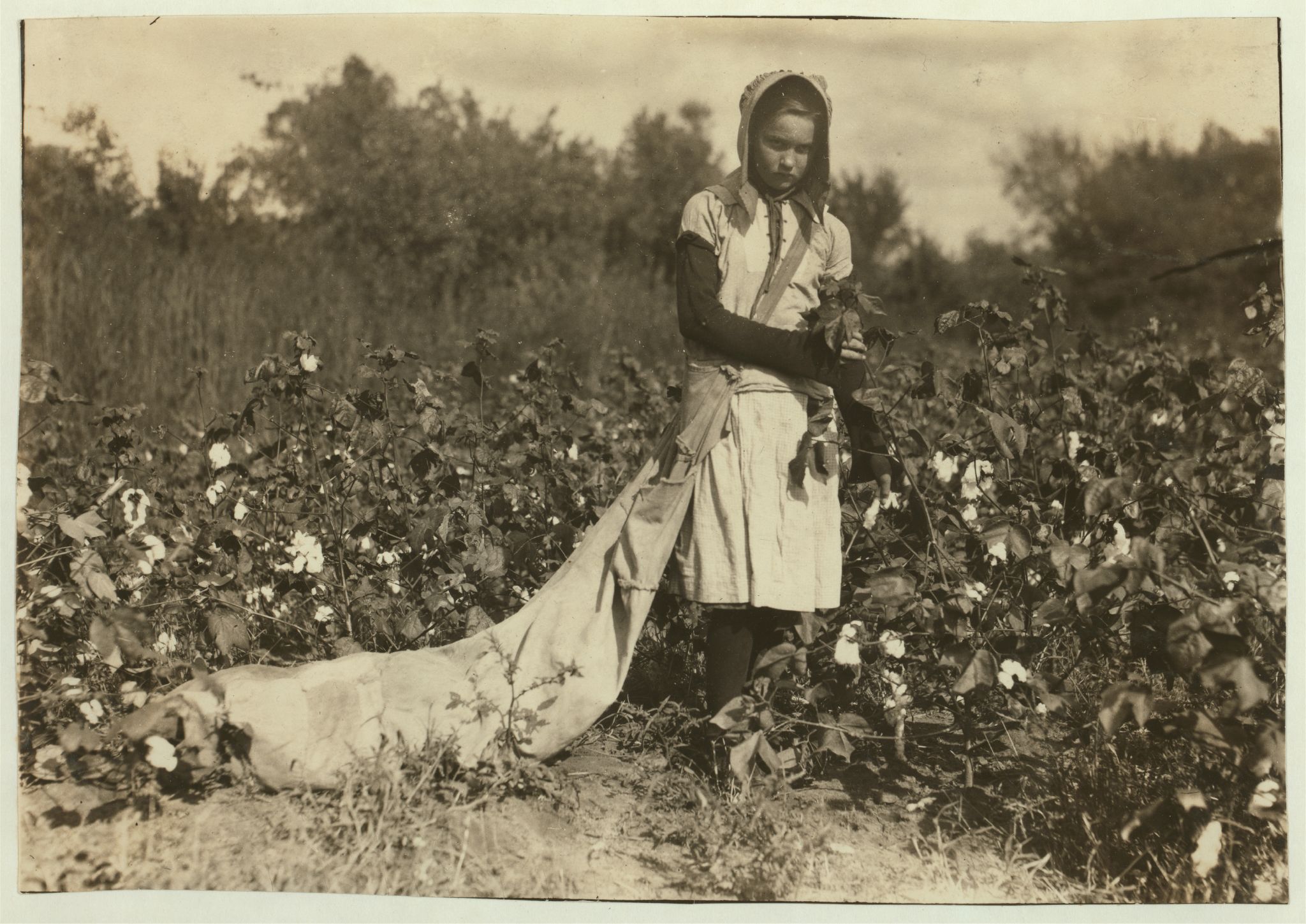 Picking Cotton circa 1916
