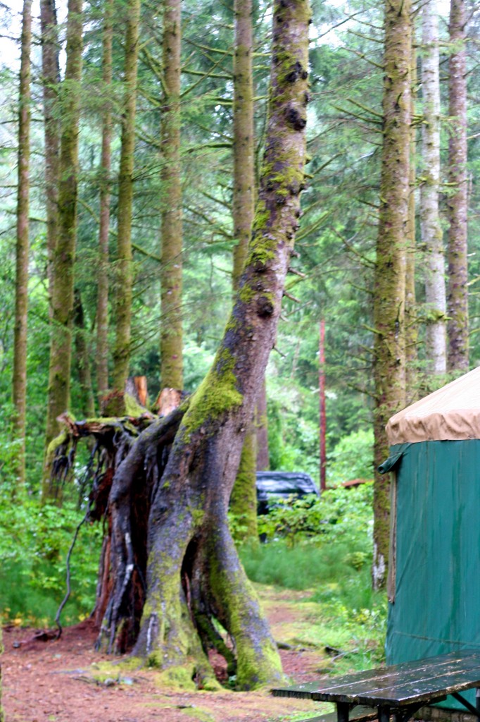 fabulous climbing tree behind one yurt