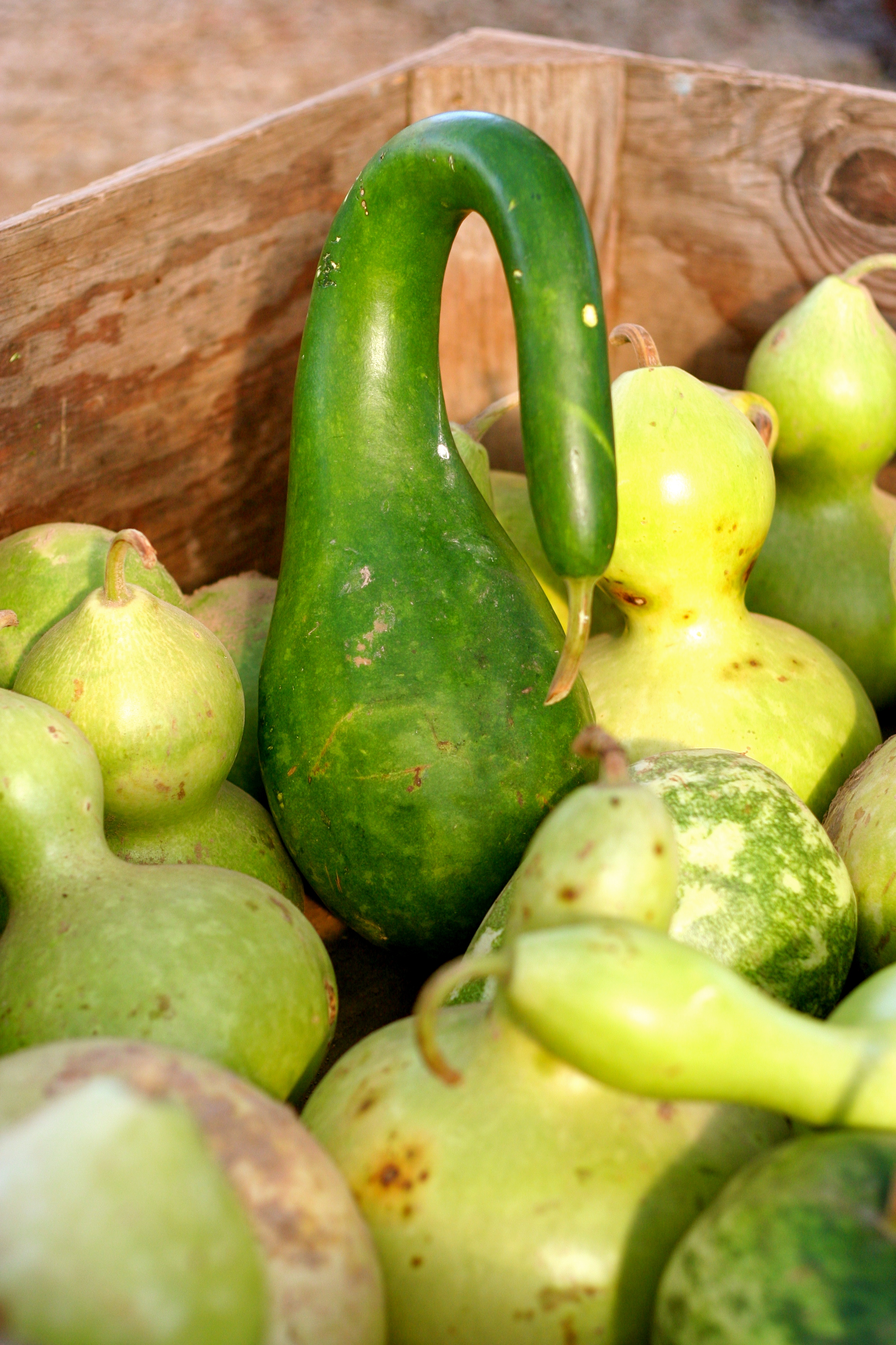 swan-gourds