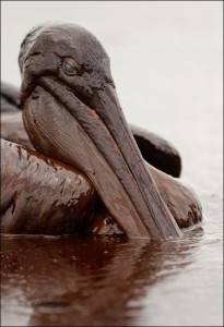 Brown Pelican in the Gulf Oil Spill