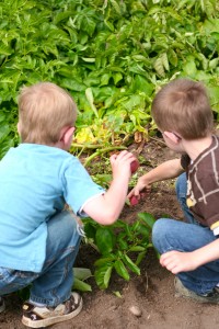 Little gardeners