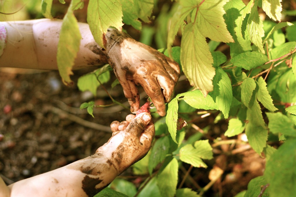 Muddy hands eating berries