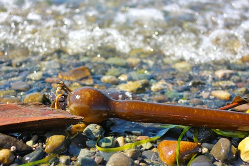 Popping Bull Kelp Popping Bull Kelp