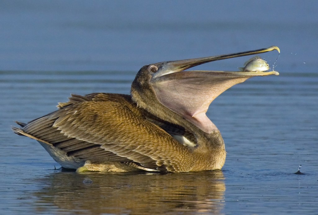 Brown Pelican