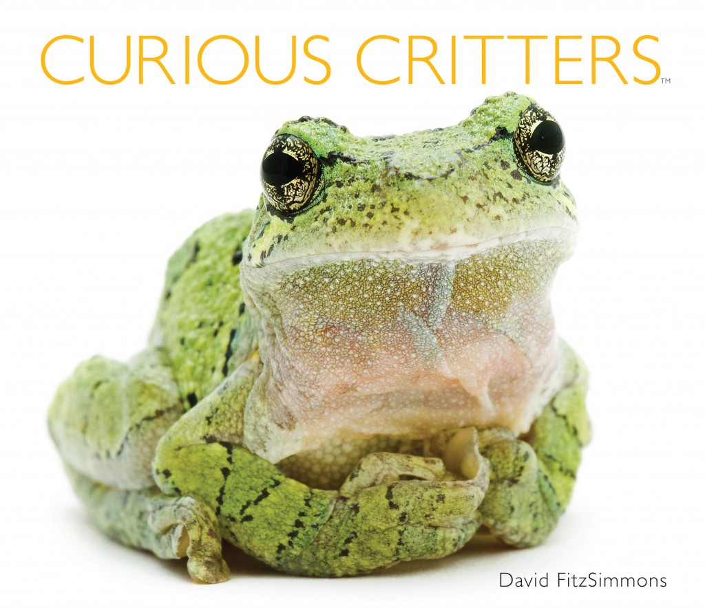 Curious Critters Cover