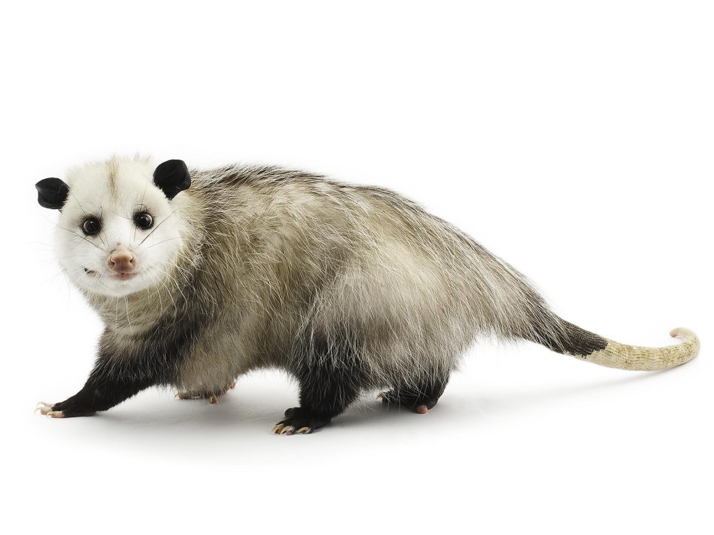 Virginia Opossum - Curious Critters