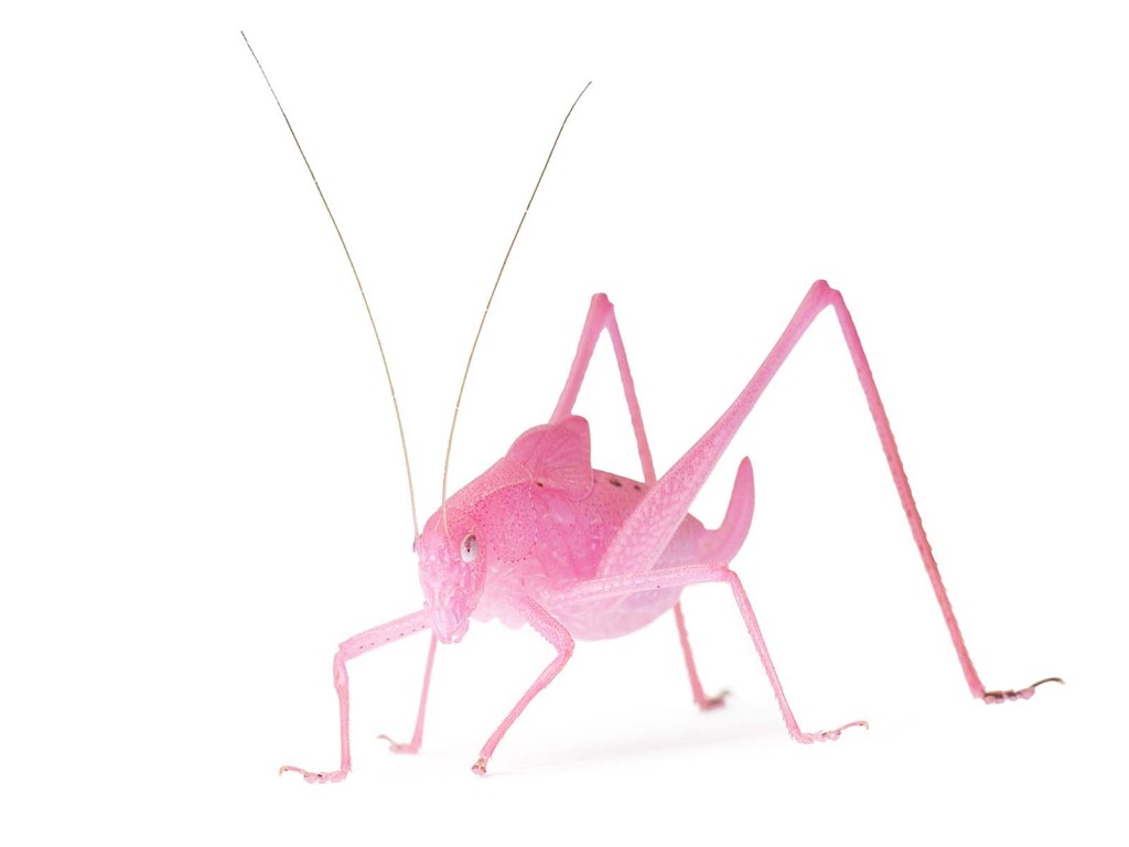 Bush Katydid - Curious Critters