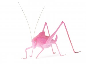 Bush Katydid - Curious Critters