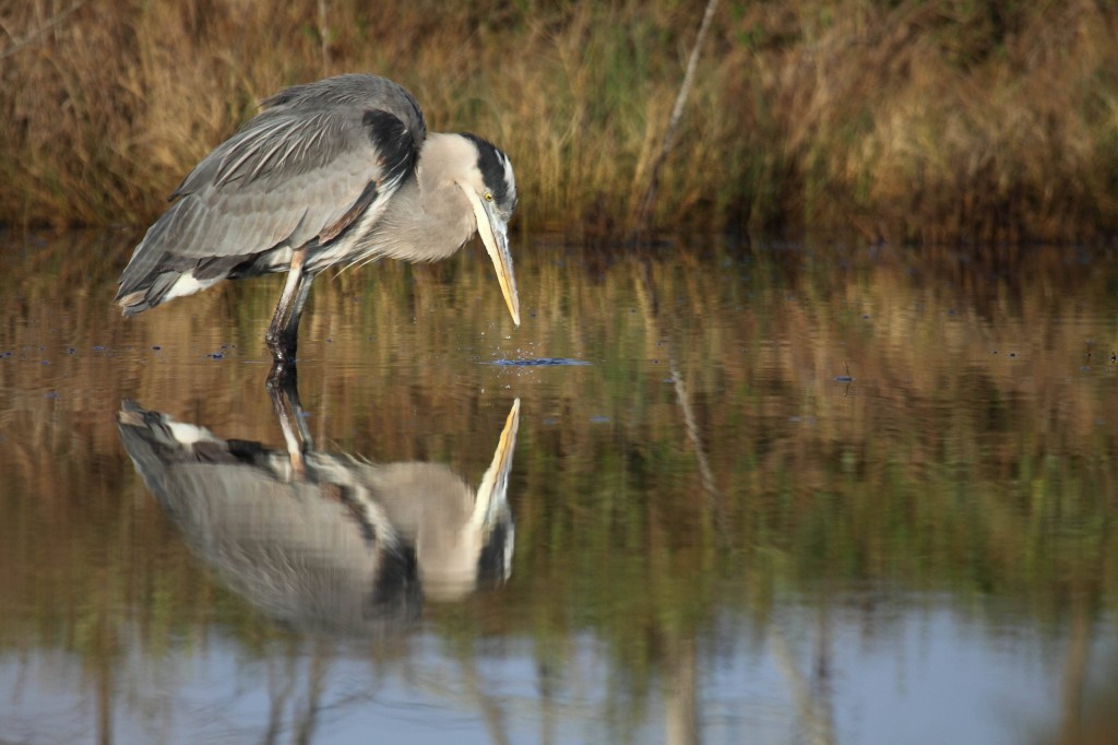 Great Blue Heron