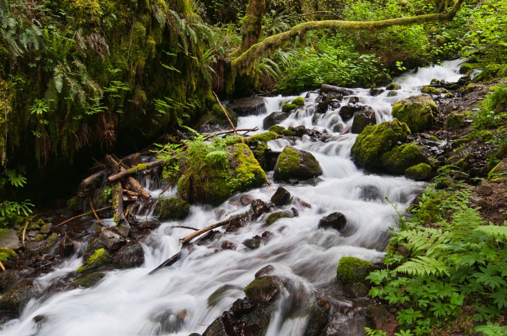 Keep Nestlé Out of the Columbia River Gorge!