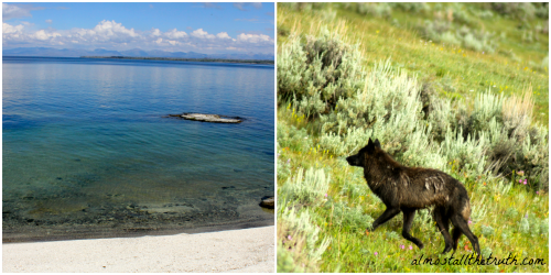 Almost All The Truth - Wolves and Yellowstone Lake Almost All The Truth - Wolves and Yellowstone Lake