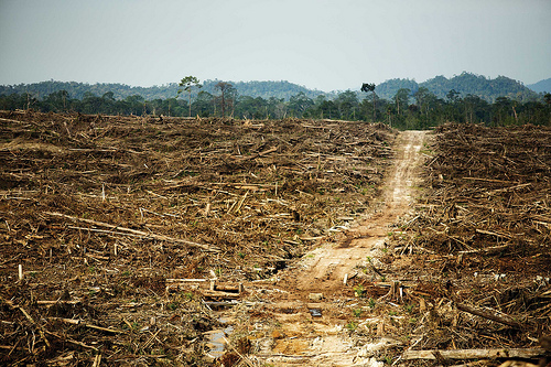 Cargill's Problems With Palm Oil