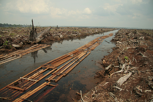 Palm Oil Deforestation