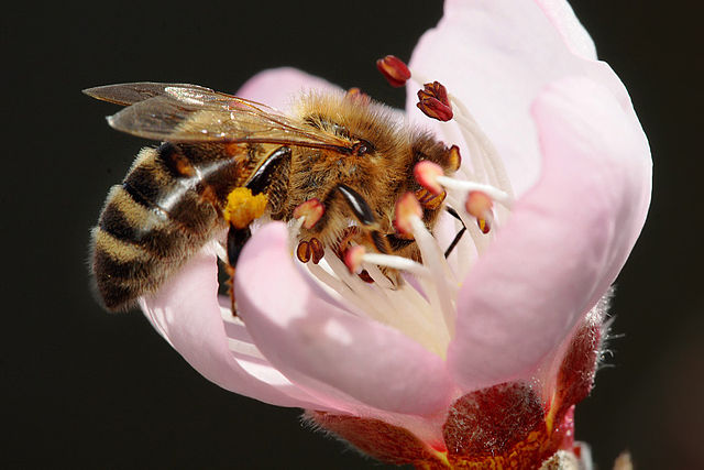 Bee pollinating peach flower